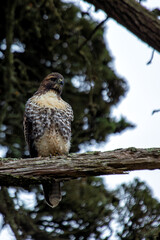 Red-Tailed Hawk (Buteo jamaicensis) in Golden Gate Park, San Francisco, commonly found across North America.
