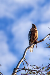 Red-Tailed Hawk (Buteo jamaicensis) in Golden Gate Park, San Francisco, commonly found across North America.