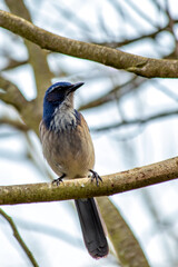 Western Scrub-Jay (Aphelocoma californica) in Golden Gate Park, San Francisco, commonly found in western North America.