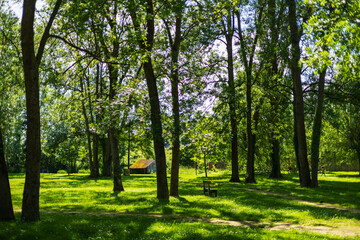 Obraz premium A tranquil sunlit forest clearing with a rustic bench, offering a peaceful escape into nature’s serene beauty