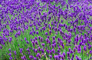 Sunny summer purple lavender field