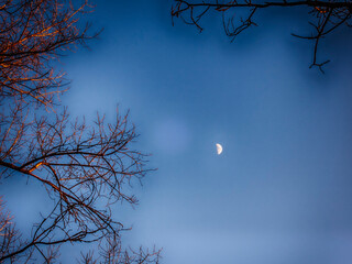 Moon through the branches