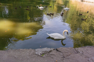 Swan and ducks near the shore