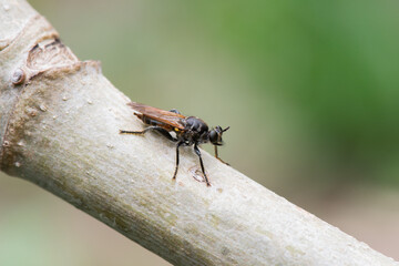 Mosca Predadora