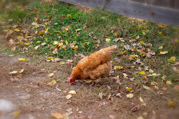 Chicken pecks at the ears of corn