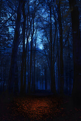 Fototapeta premium spooky forest, dark woods, nighttime mystery, eerie atmosphere, nature exploration, emotional journey, outdoor adventure, tranquil solitude, adventure seekers, ghost stories, twilight ambiance,...