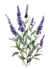 A beautiful watercolor illustration of purple salvia flowers with green leaves on a white background. 