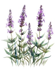 Naklejka premium A beautiful watercolor illustration of delicate lavender flowers, showcasing their vibrant purple hues and lush green foliage. 