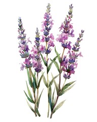 Obraz premium A beautiful watercolor illustration of lavender flowers showcasing their vibrant purple hues and delicate leaves, perfect for botanical-themed designs and decor.