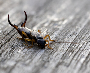 Earwig