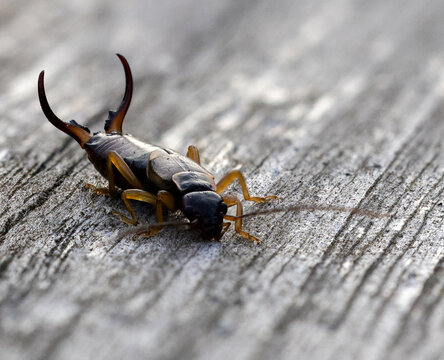 Earwig Images Browse 3 947 Stock Photos Vectors and Video Adobe Stock