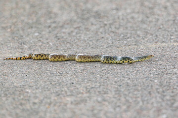 A Bullsnake, viewed in its entire body form, slithering across a paved road at Rocky Mountain Arsenal Wildlife Refuge in Colorado.