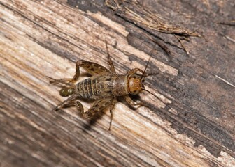 Mormon ground cricket Neonemobius mormonius insect nature pest control.