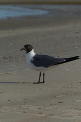 Gull at beach