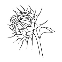 Vector sunflower illustration in line art style. Graphic monochrome drawing. Hand drawn floral outline sketch, engraved illustration. Design element for coloring book page, tattoo, logo, icon, label.