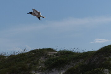 Fototapeta premium Gull flying at beach