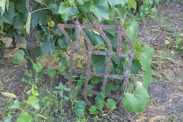 A rusted metal trellis, standing in the middle of an old vineyard with grape leaves growing on it