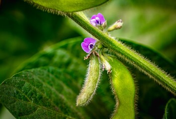 blossoming soybean plants