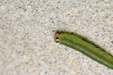 green caterpillar macro on red rose