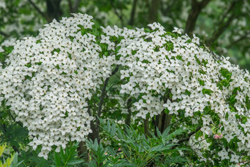 Blühender Japanischer Blumenhartriegel (Cornus kousa)