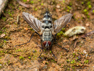 fly on the ground