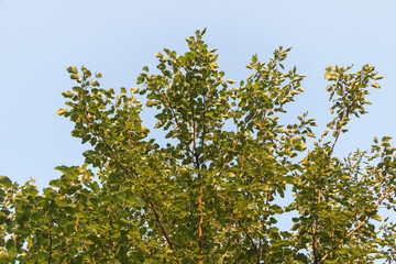 Obraz premium A tall Mulberry tree with green leaves against the blue sky, summer photo