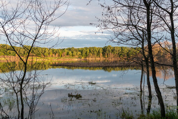Fototapeta premium A gorgeous view of water near trees and plants at a local park in Minnesota.