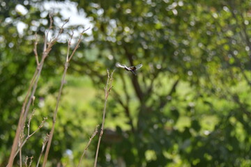 Dragonfly in a Garden