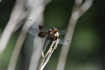 Dragonfly