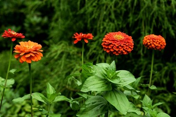 Beautiful blooming flowers in botanical gardens of Victoria, British Columbia, Canada