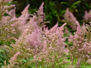 Beautiful blooming flowers in botanical gardens of Victoria, British Columbia, Canada