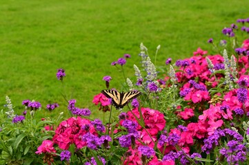 Beautiful blooming flowers in botanical gardens of Victoria, British Columbia, Canada