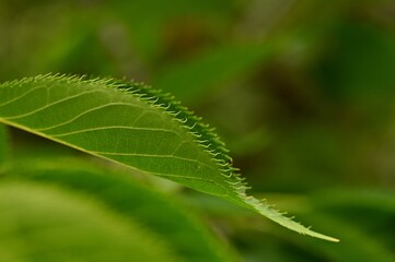 Beautiful blooming flowers in botanical gardens of Victoria, British Columbia, Canada