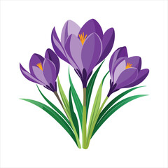 Crocus Flowers  vector art