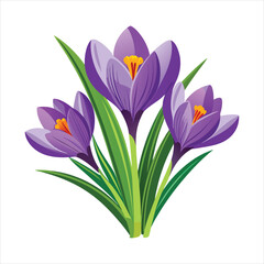 Crocus Flowers  vector art