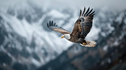 Obraz premium A stunning shot captures a bald eagle mid-flight, its wings spread wide against the breathtaking backdrop of snow-covered mountains, symbolizing freedom and strength.