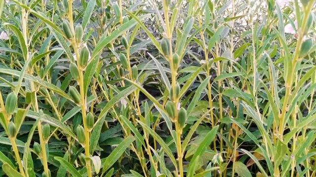 Beautiful view of sesame seed on tree in the field.
