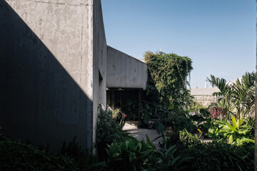 Artistic Botanical Display Shadowy Nature and Sunlight