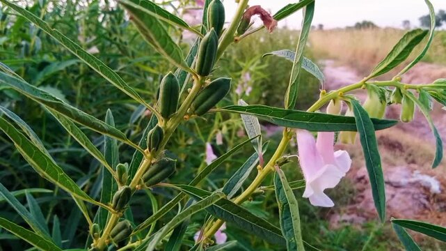 Beautiful view of sesame seed on tree in the field.