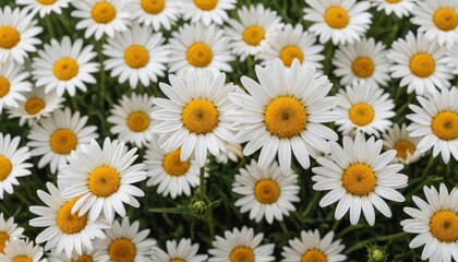 White Daisies in Bloom.