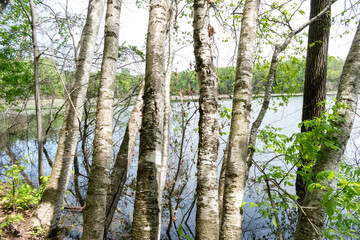 Fototapeta premium A gorgeous view of water near trees and plants at a local park in Minnesota.