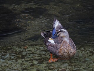 duck on the lake