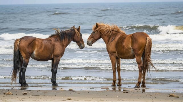 Two wild horses facing away from each other on the beach before mating in the Outer Banks North Carolina