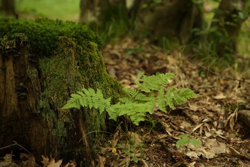 Tree stump with green moss and fern plants in forest