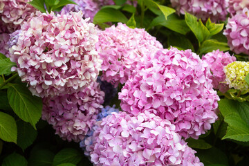 Blue and pink hydrangea blooming in the summer in the park on a bush among the leaves. Flower composition romantic background.