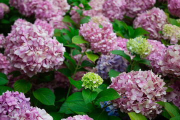 Blue and pink hydrangea blooming in the summer in the park on a bush among the leaves. Flower composition romantic background.