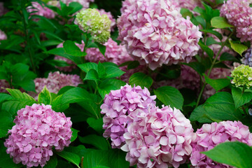 Obraz premium Pink hydrangea blooming in the summer in the park on a bush among the leaves. Flower composition romantic background.