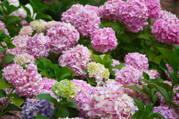 Pink and lilac hydrangea blooming in the summer in the park on a bush among the leaves. Flower composition romantic background.