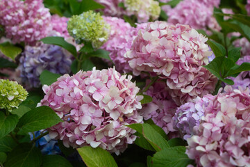 Blue and pink hydrangea blooming in the summer in the park on a bush among the leaves. Flower composition romantic background.