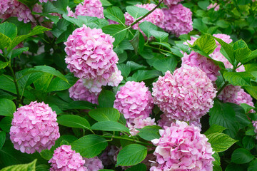 Pink hydrangea blooming in the summer in the park on a bush among the leaves. Flower composition romantic background.